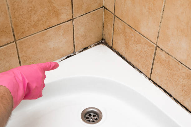 Attic Mold Removal in Cedarhurst, NY